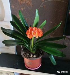 冬天养君子兰,空气太干燥 用5招,花开多又好