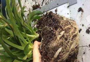 高手 只用这1招,花盆里的 干土 不换照样成 肥土