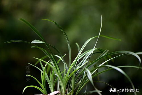 草木灰能当兰花肥料吗 除了钾元素,还有一个更重要的作用