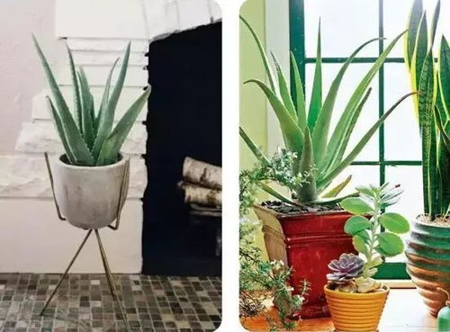 什么植物最旺家 为了家人健康,你必须懂