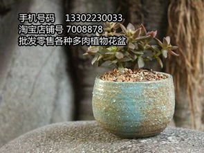 潮州聚新花盆厂批发各种多肉植物花盆