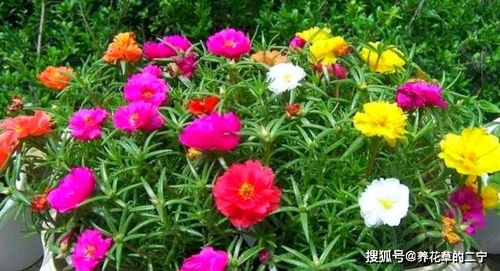 养一盆,爆一盆,养这几种花,无需操心