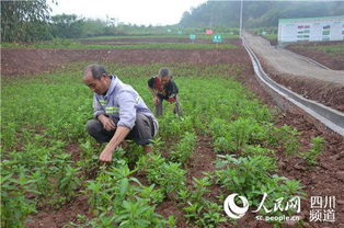 四川荣县正紫镇 一窝小草药一年种出3000万元大产业