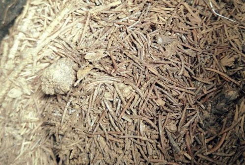 家庭养花一族,教你制作不花一分钱的花土,经济省钱又好用