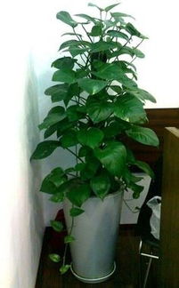 植物可以除甲醛吗,吸甲醛的植物有什么