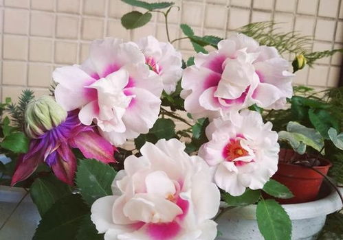 老花农的养花法宝,不黄叶,不烂根,比营养土都好用 煤渣 