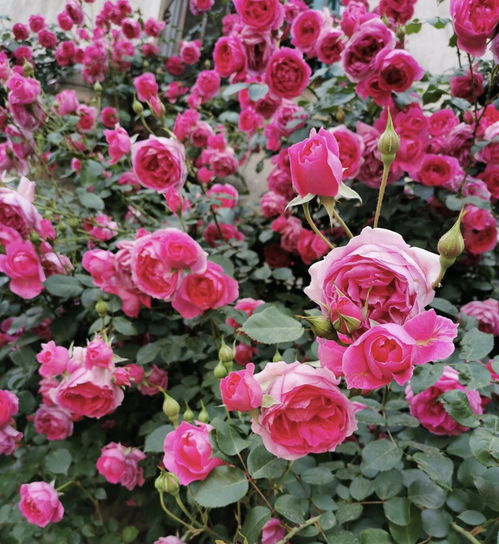 最容易爬藤的4种月季,5月开成 一面 花墙,开花上百朵