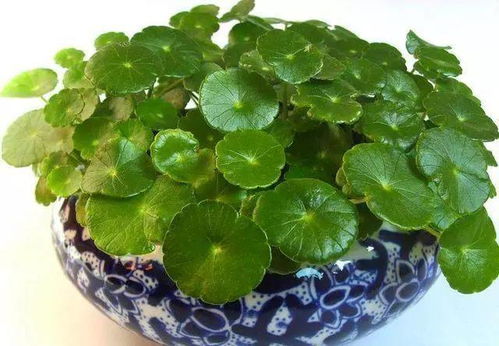 养花实用技巧 这四种植物还是贱养的好,不用管就能长疯了,家里都应该养一盆
