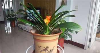 用土有讲究 选对了土,君子兰叶绿根壮,花开更旺
