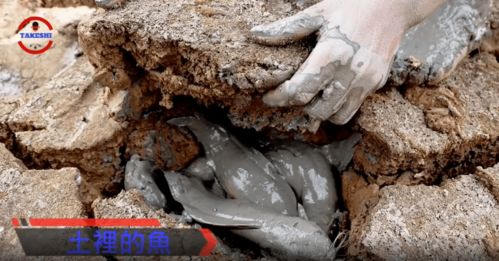 离开水也能活的鱼不止一种 最长能活数年