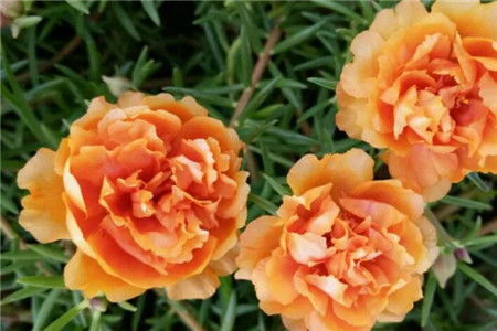 养花试试养棵 橙芙蓉 吧,太阳花新品种,群开时更是壮观