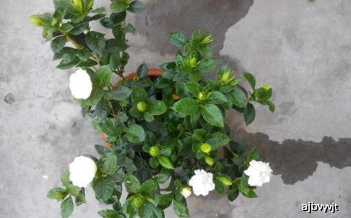 养栀子花,花土中加点 醋 ,盆盆爆满盆,花开美翻天