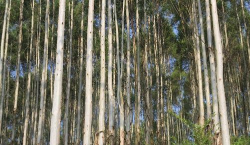 为何众多区域禁种桉树 被称为 活体抽水机 ,危害有多大