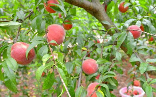 【太原5公分水蜜桃树价格规格,10公分水蜜桃树价格】- 黄页88网