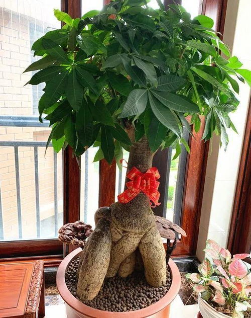 5种花挺着 大肚子 ,适合摆在客厅,耐旱好养,典型懒人花
