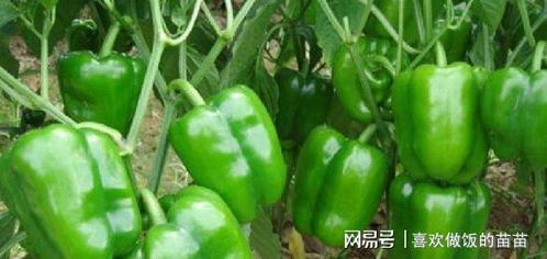 李大姐把 辣椒 种在 塑料桶 ,1桶能结5 6斤,太牛了