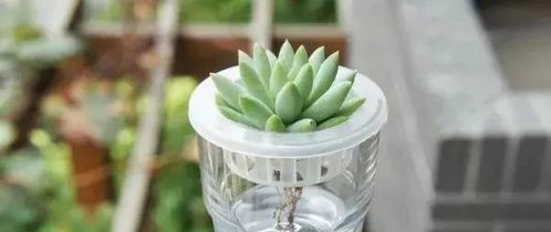 多肉植物不妨试试 水培 ,根长得又嫩又白,再不担心 烂根 了