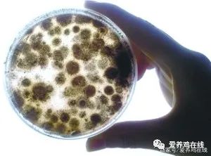 霉菌毒素系列 1 图文并茂详解霉菌毒素的五大特点