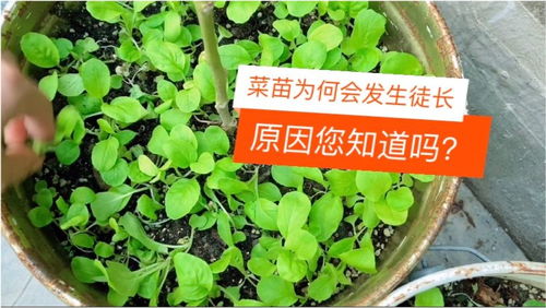 育苗时菜苗为何要发生徙长 原因您知道吗 什么方法可以预防病虫害 