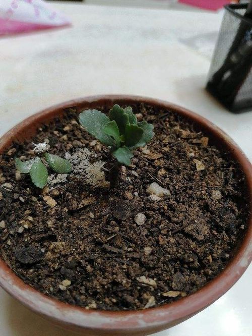 换下来的旧土别扔掉,拌上多菌灵灭菌,还能继续养花