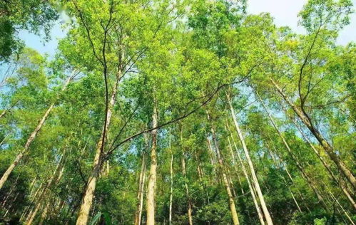佛冈速生丰产桉树种植将有新规划,你赞成吗
