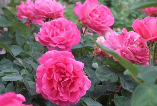 家里养月季花,了解掌握几个要点,笋芽侧芽一起长,新手也会养 养护