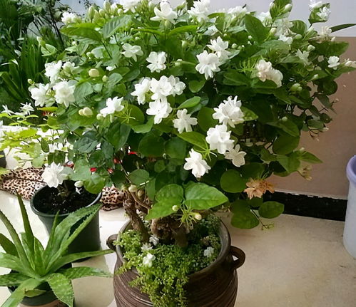 9种漂亮花,不怕暴晒酷暑,开花大半年,没有病虫害,38度成花海