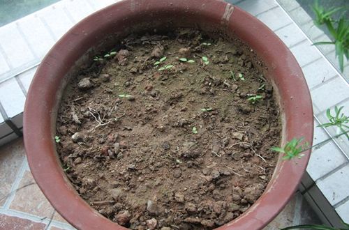 花卉养殖小课堂 怎么挑选盆景花卉的土壤