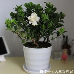 栀子花只长叶子不开花 那是因为你不懂养花,多学学吧