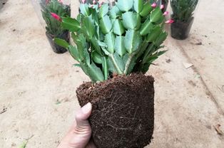 3月底,给蟹爪兰做2件事,花盆里加把 它 ,9月份枝繁花茂