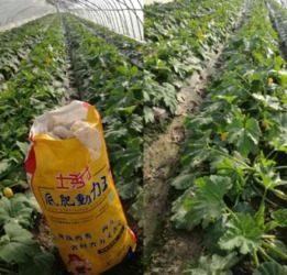 地里长白毛 菌肥长白毛到底咋回事