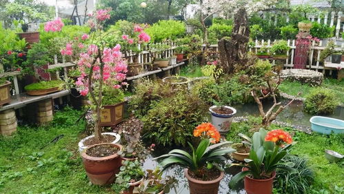 居家养花, 8个技巧 记心间,花草长得旺,还爱开花