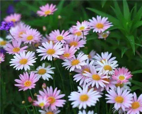 花期长好看又好养的花 家里不养一盆就太可惜了