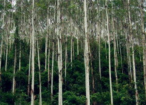最有前景的种植项目 什么好 土流网