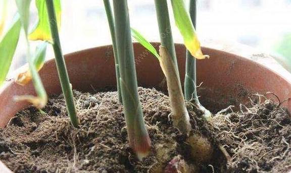 家养生姜成热门,切一半扔土里,配上这3步,5个月能吃一大盆 种植 植物 花盆
