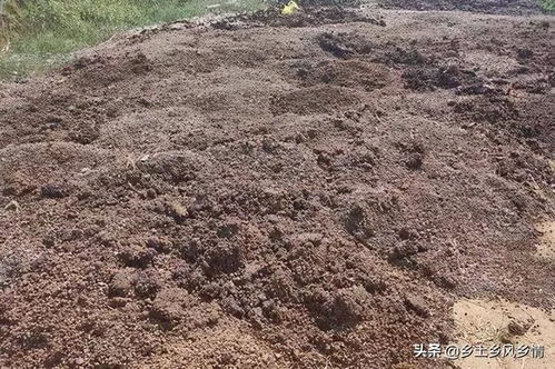 羊粪与鸡粪哪个肥效高 各有优点,但是使用时要注意