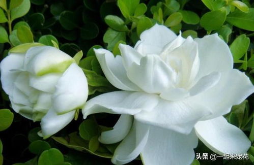 栀子花喜欢什么土