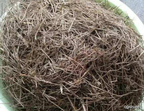 这种万能土,疏松透气 不花钱 ,用它养花,养啥旺啥 松针