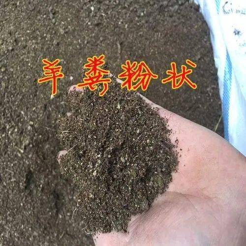 羊粪的用途与价值是怎样的 如何加工最好