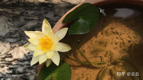 你们种的碗莲开花了吗