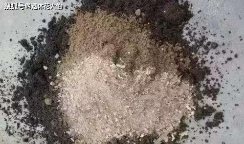 冬末春初,在家自制营养土该怎么操作 收集哪些材料