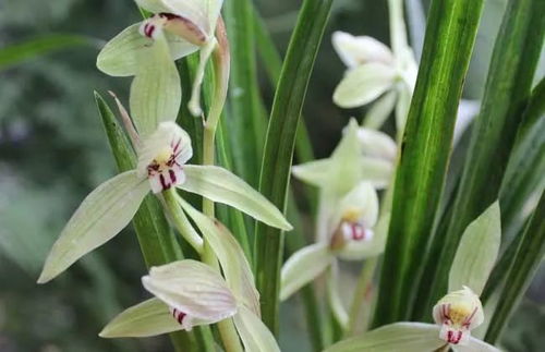 兰花用什么肥料养殖效果好,教你正确的兰花施肥方法