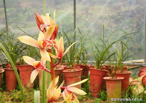 秋天种植兰花,营养土怎么配制 用这3种材料,兰花生根更健壮