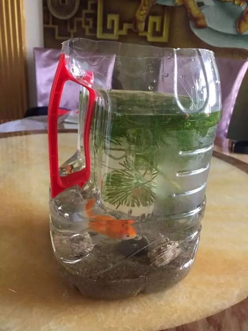 感受生态瓶之美,探索生态平衡之道