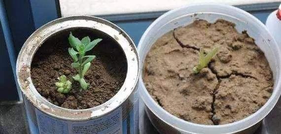 养花出现5个 怪现象 ,是植物求救的信号,别忽视,不然死翘翘