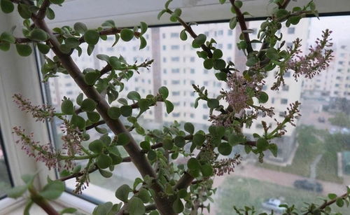 金枝玉叶这样养,养成大盆景,开出一串花,花不常见,也太难看