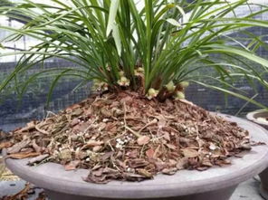 兰花植料颗粒栽培营养土养殖培植基质植材春兰蕙兰建兰墨兰松栗王
