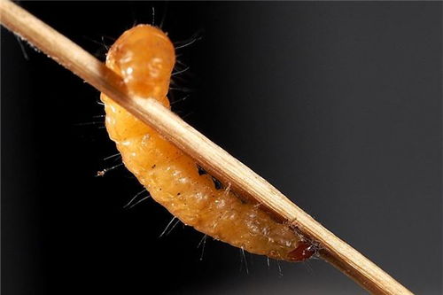 做梦梦见蛆虫是什么意思