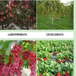 供应江苏高邮市果树蔬菜喷灌设备每亩造价