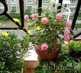 阳春三月,盆花管理也不能松懈